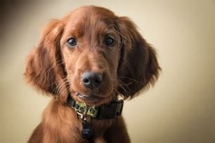 irish pet breeds