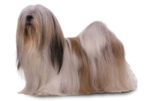 lhasa apso