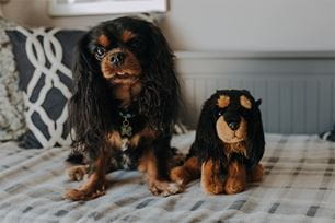 look-alike breeds