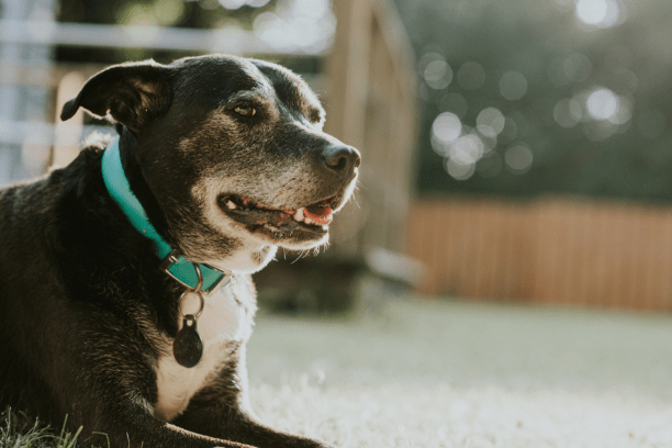 Watch your pet’s lumps for these warning signs