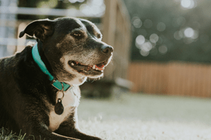 lump faq