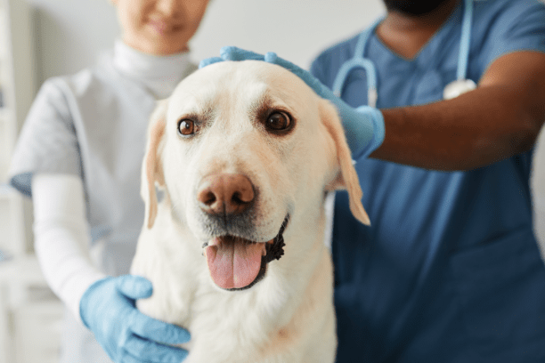 Does your dog need the Lyme vaccine?