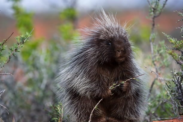 True or False: If my dog gets quilled by a porcupine, I should get a veterinarian to remove the quills, rather than do this myself.