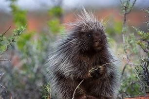 porcupine quills