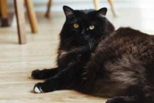 True or False: Seasonal weight gain happens to pets too.