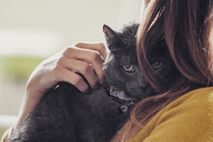 senior pet