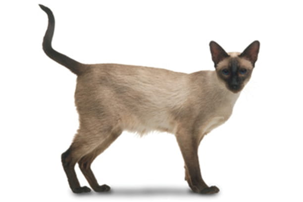 siamese cat