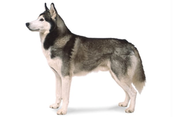 siberian husky