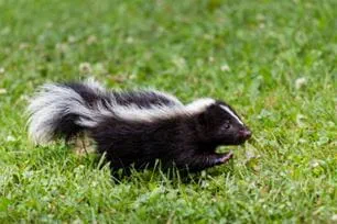 skunk