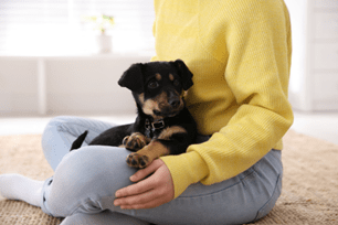 pet snuggles