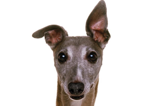 whippet