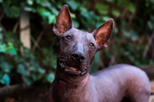 xolo