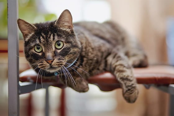 10 weird sounds pets make (and how to interpret them)