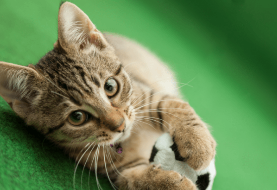 Dos and don’ts for a cat-safe game day!