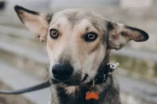 why dogs stare at you while they poop