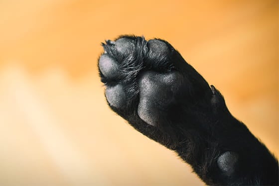 True or False? Paw licking is often caused by itchiness.