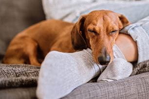 tf-twitching feet while sleeping