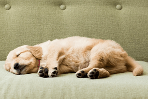 dogs dream about humans