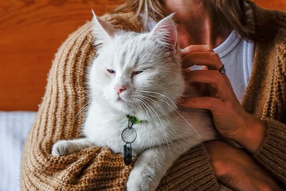 True or False: A purring cat equals a happy cat.