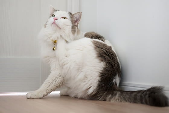 Itchy pet: what does it mean?