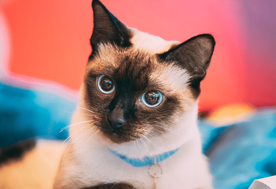 How to pick a cat-safe bouquet this Valentine’s Day