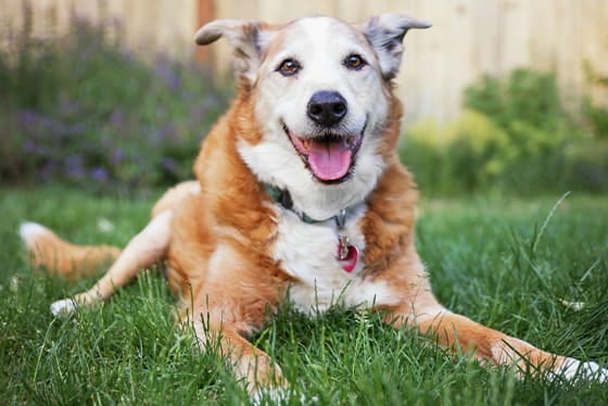 Considerations when adopting a senior pet