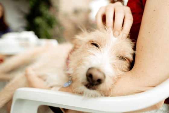 Eight home remedies for diarrhea and two that are dangerous for your pet