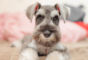 how to pick a pet safe bouquet