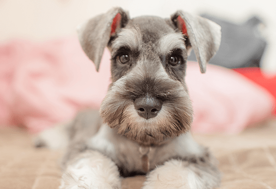 How to pick a dog-safe bouquet this Valentine’s Day