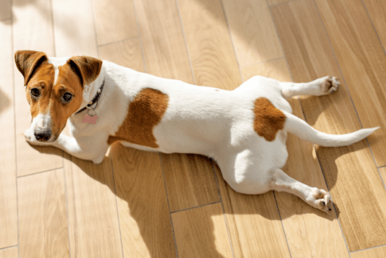 What is a sploot, and why does my pet do it?