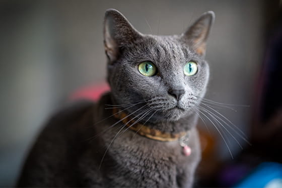 Six ways to keep your pet’s teeth clean