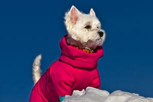 cold weather safety for pets