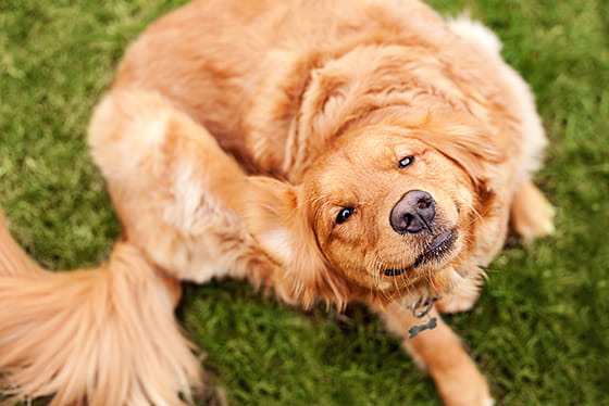 Seasonal Allergies in Dogs & Cats