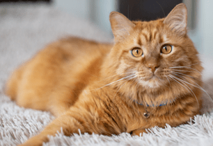 signs-cat-need-dental-cleaning
