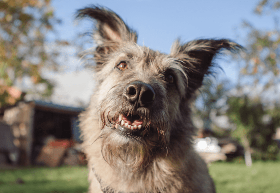 Five signs your dog may need a dental cleaning