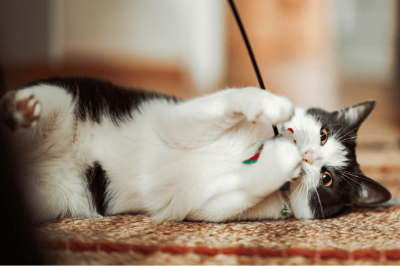 Exercise your cat with these seven games