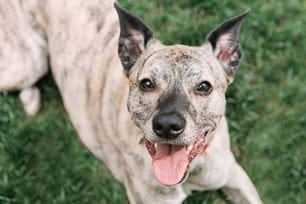 dog facial expressions