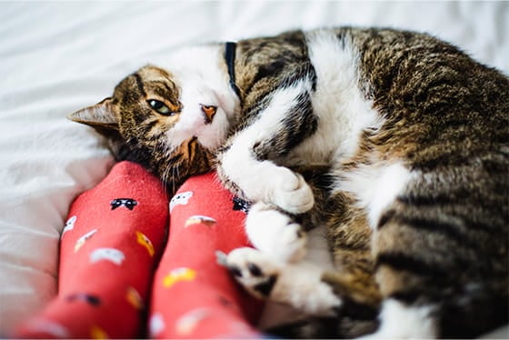 Is snoring normal in pets?