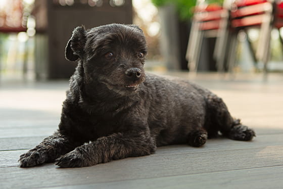 5 Pet brain stimulating activities for late summer