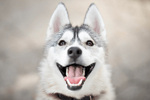 brush your pets teeth