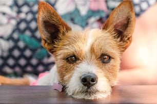 pet sighs when bored