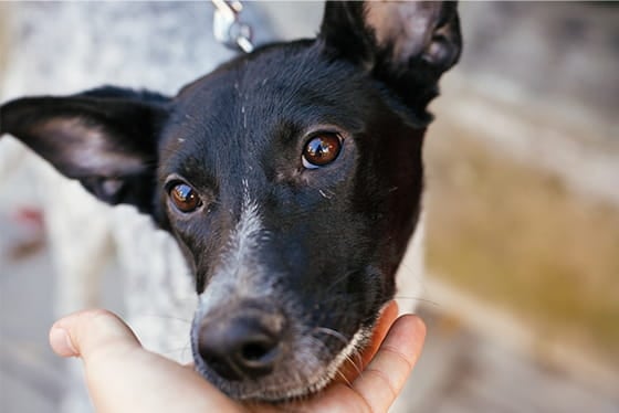 Do pets know who their reflections are?