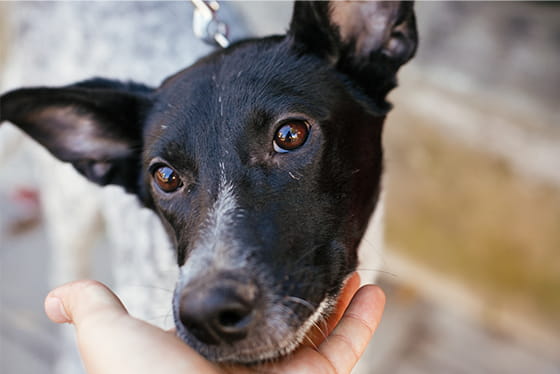 Do pets know who their reflections are?