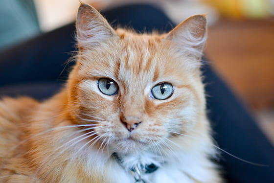 Senior wellness testing: Early detection means earlier treatment