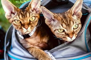 preparing your pet for the vet appt