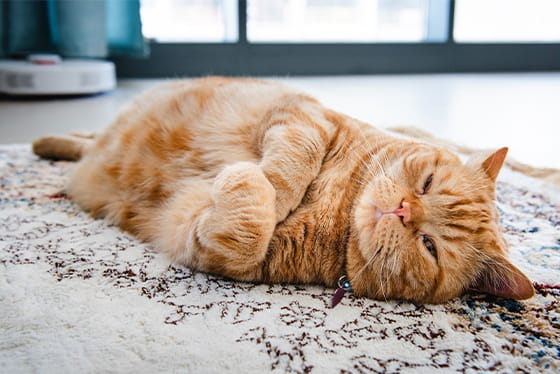 Pet care for overweight pets
