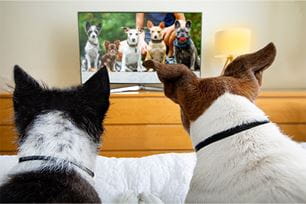 can dogs see movement on tv