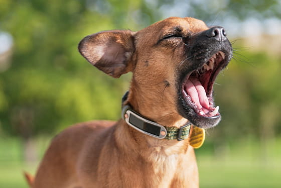 Why do dogs yawn?