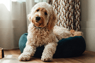pets carry bed bugs