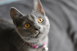 teaching new cat old tricks